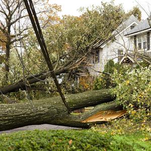 A fallen tree on a powerline